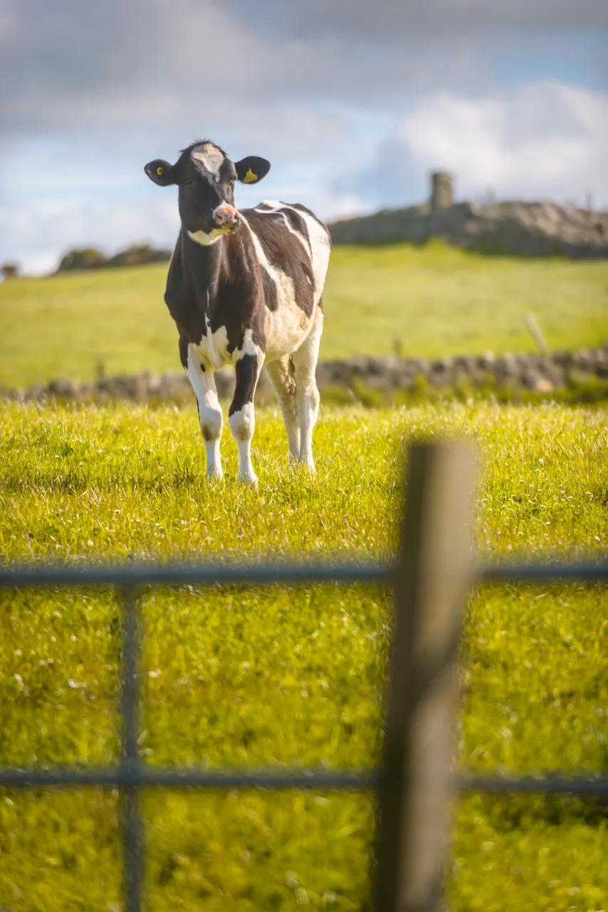 Dairy Cow