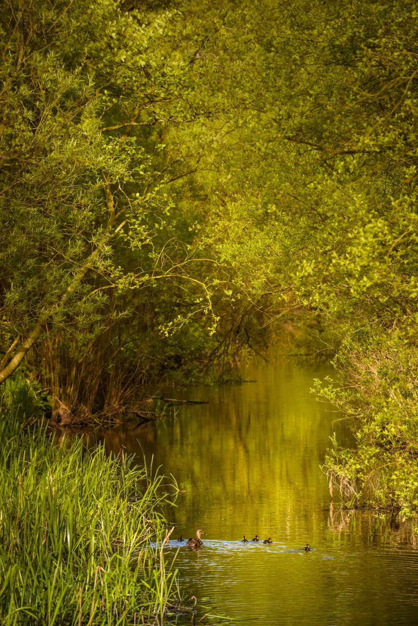 Lochore Meadows Country Park