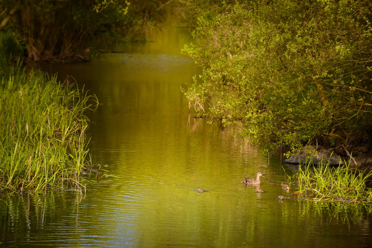Lochore Meadows Country Park
