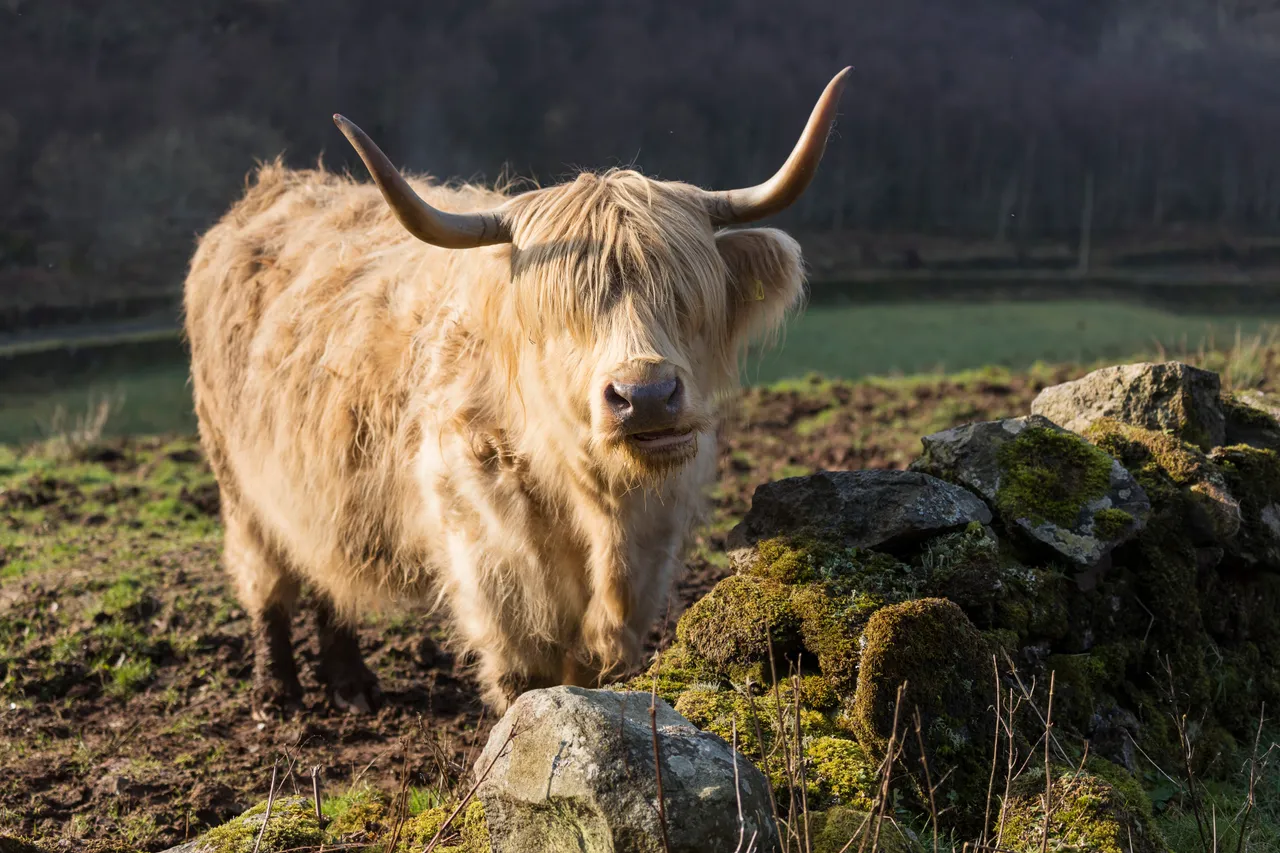 Highland Cattle