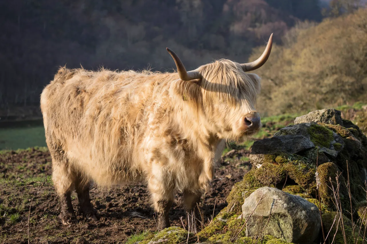 Highland Cattle