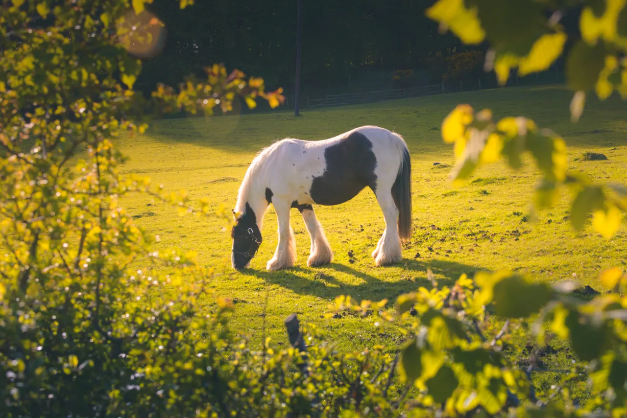 Horse