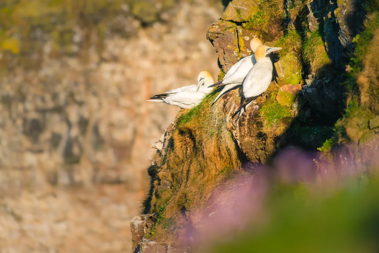 Troup Head RSPB Reserve