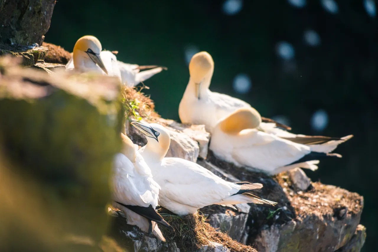 Troup Head RSPB Reserve