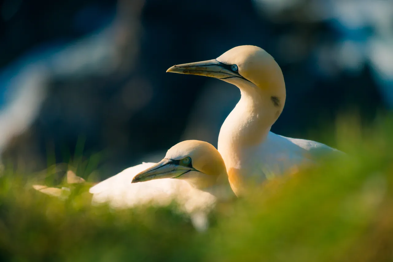 Troup Head RSPB Reserve