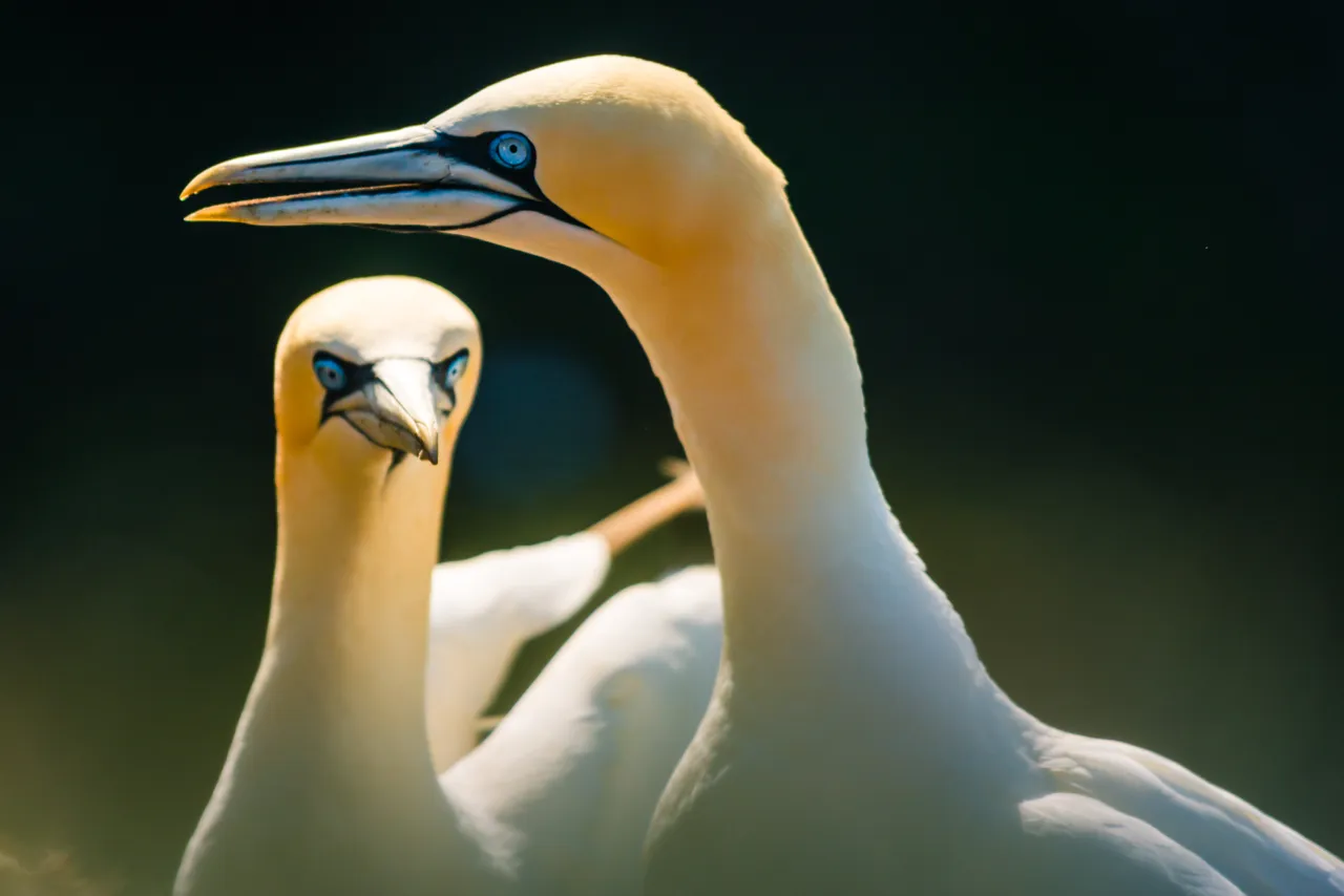 Troup Head RSPB Reserve