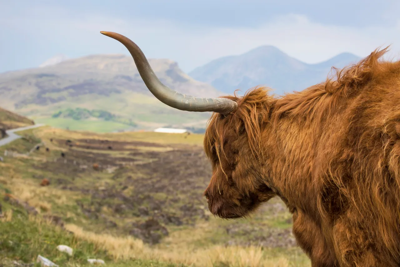 Highland Cattle