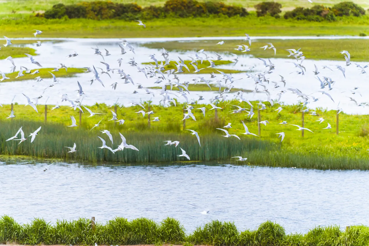 Loch of Strathbeg