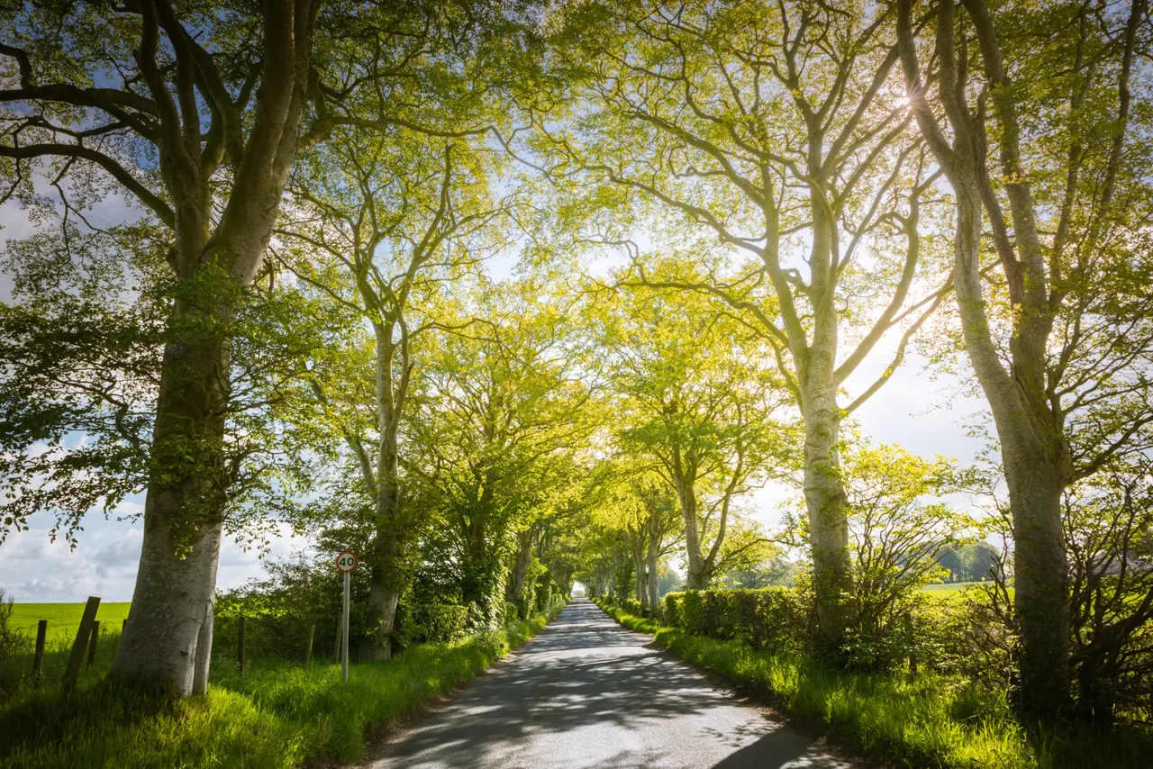 Mintlaw