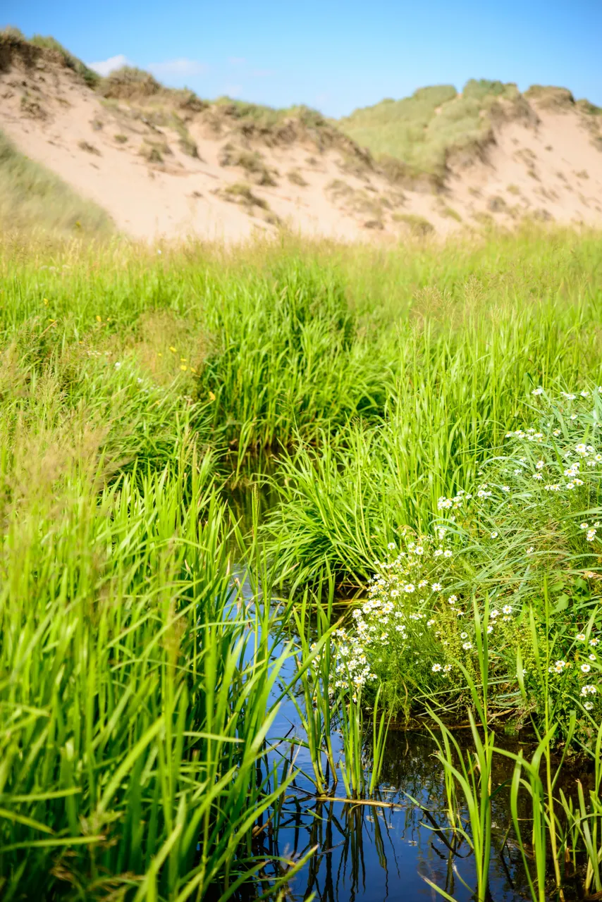 Balmedie Beach