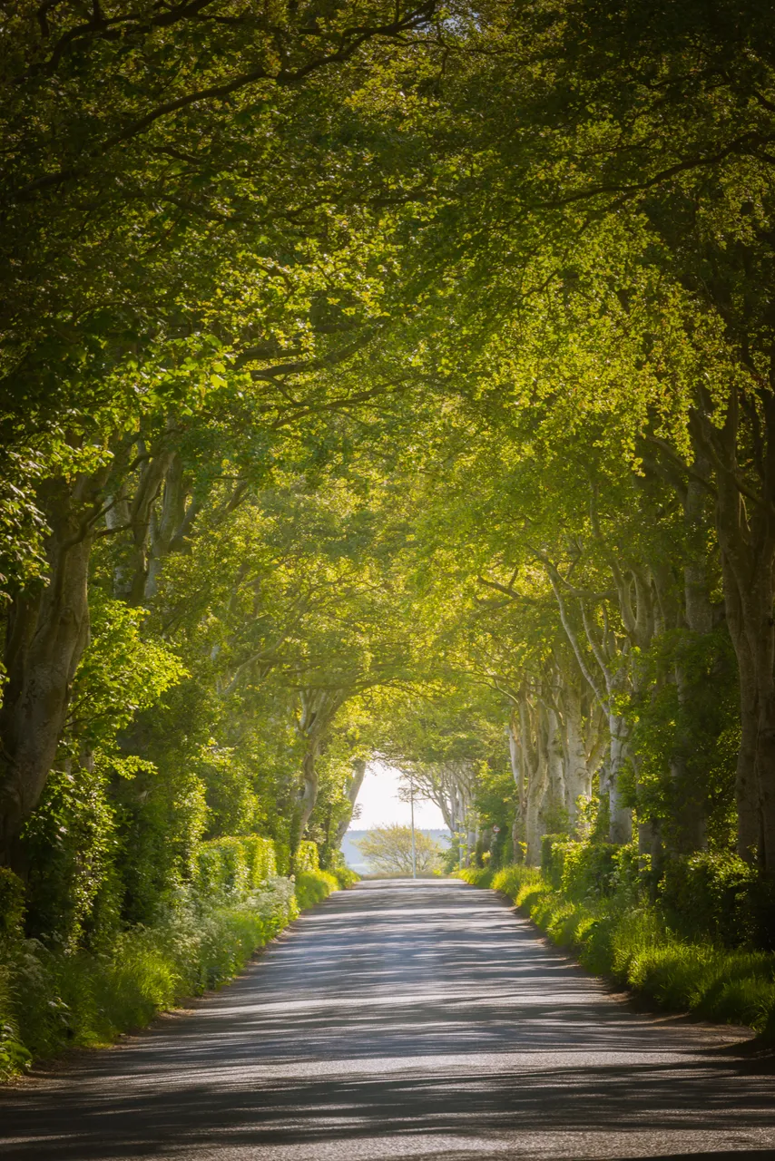 Mintlaw