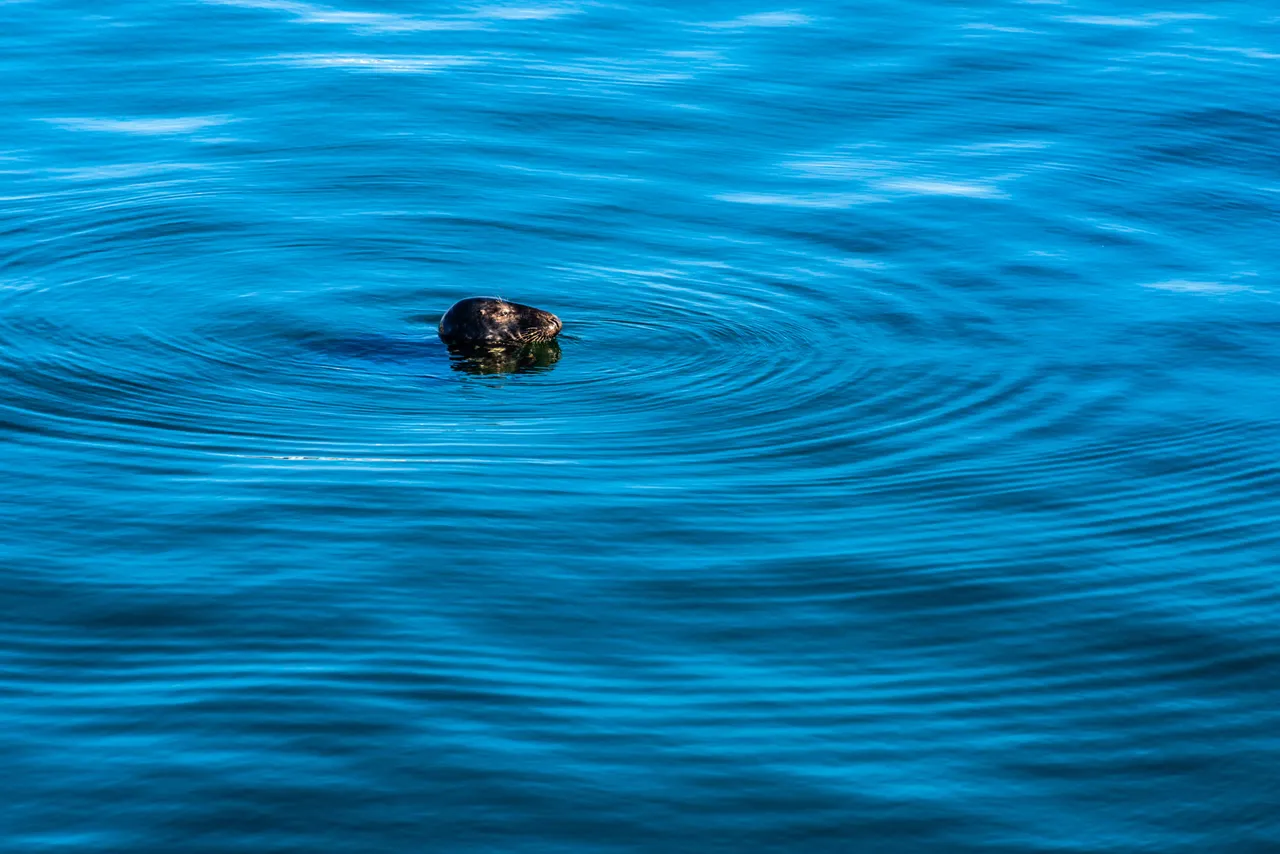 Grey Seal