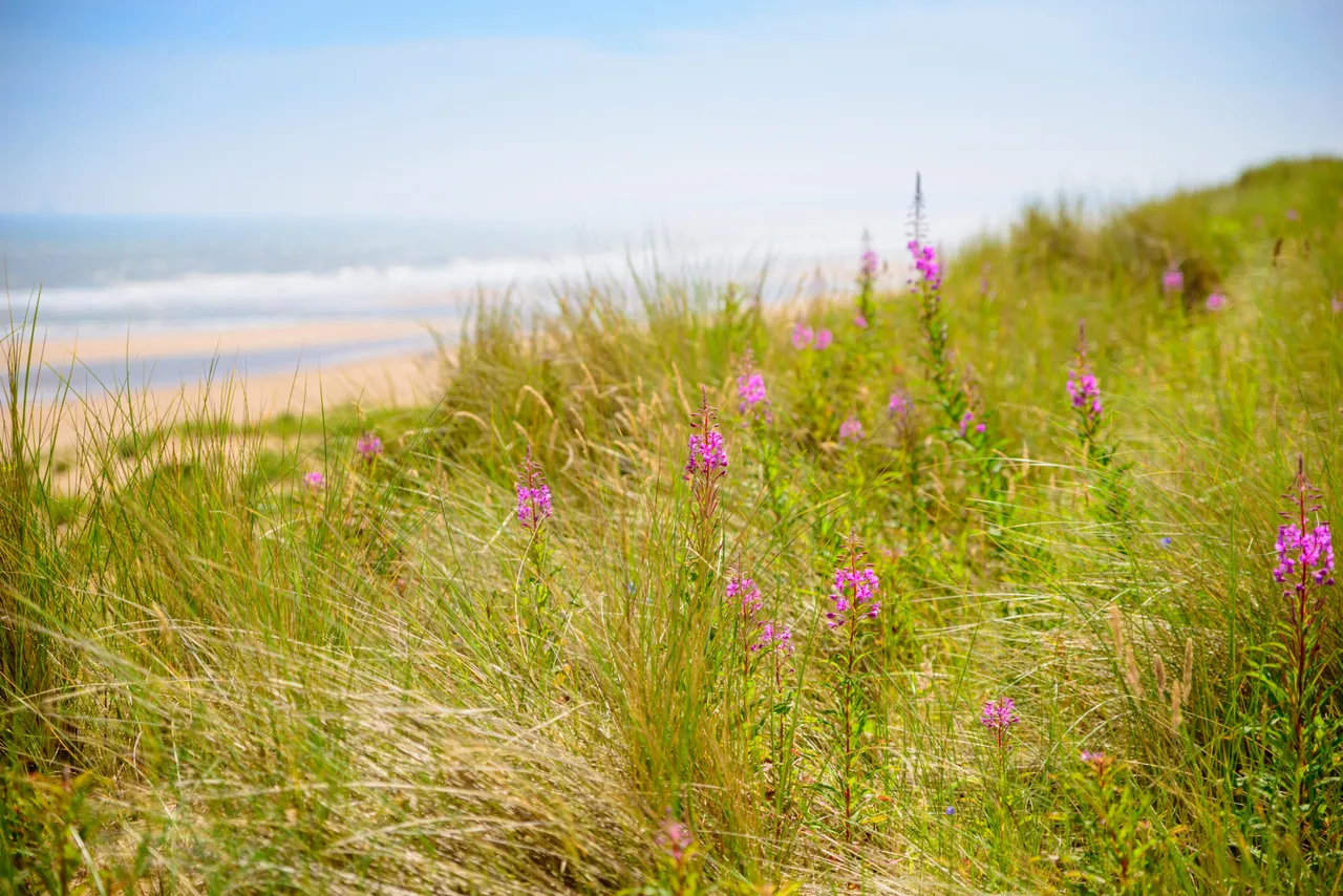 Balmedie Beach