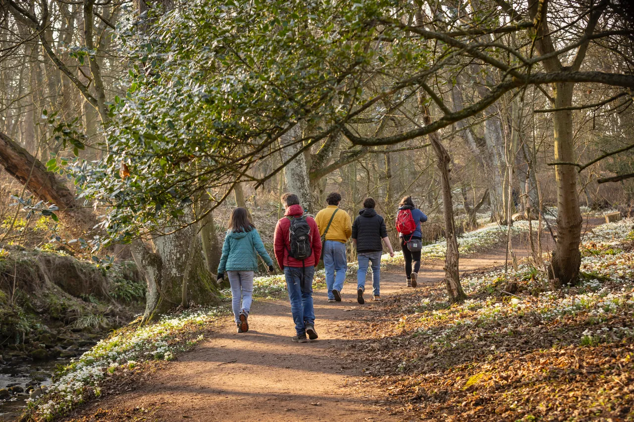 Cambo Snowdrop Festival