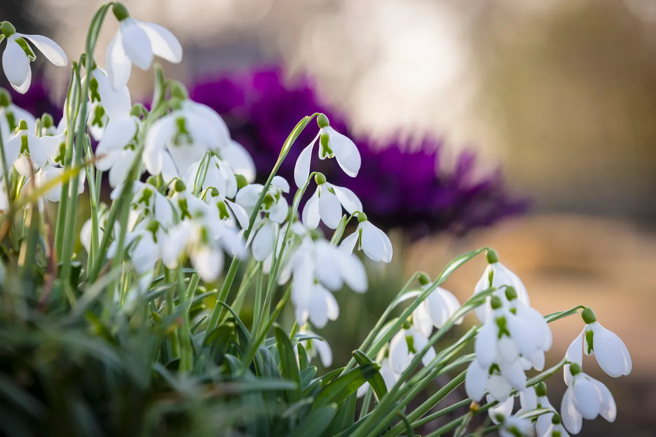 Cambo Snowdrop Festival