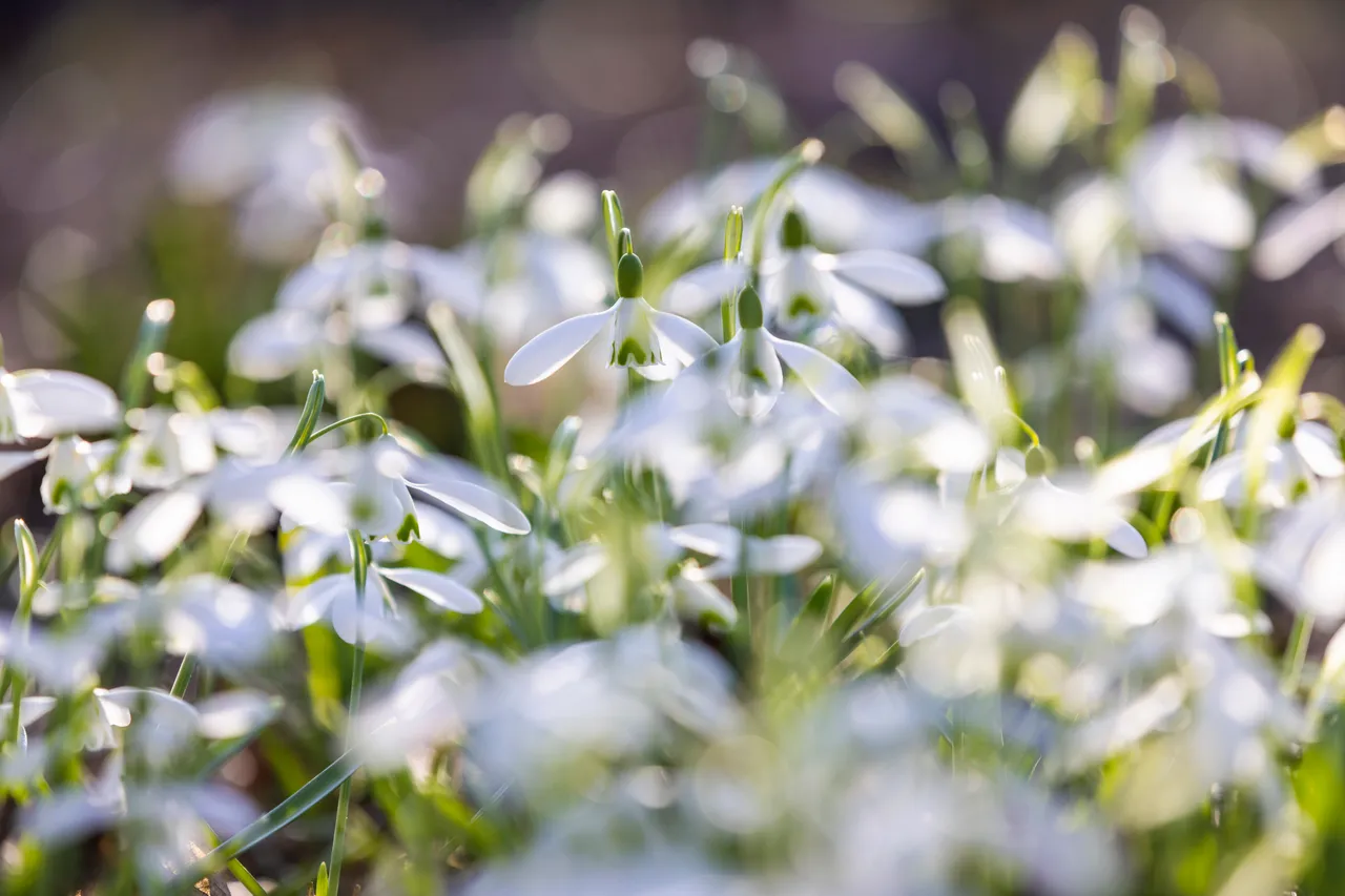 Cambo Snowdrop Festival