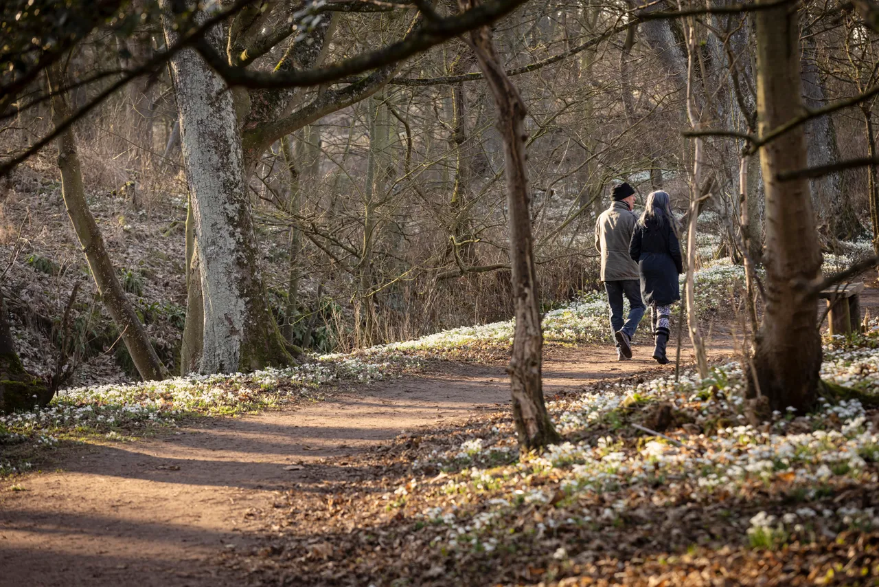 Cambo Snowdrop Festival