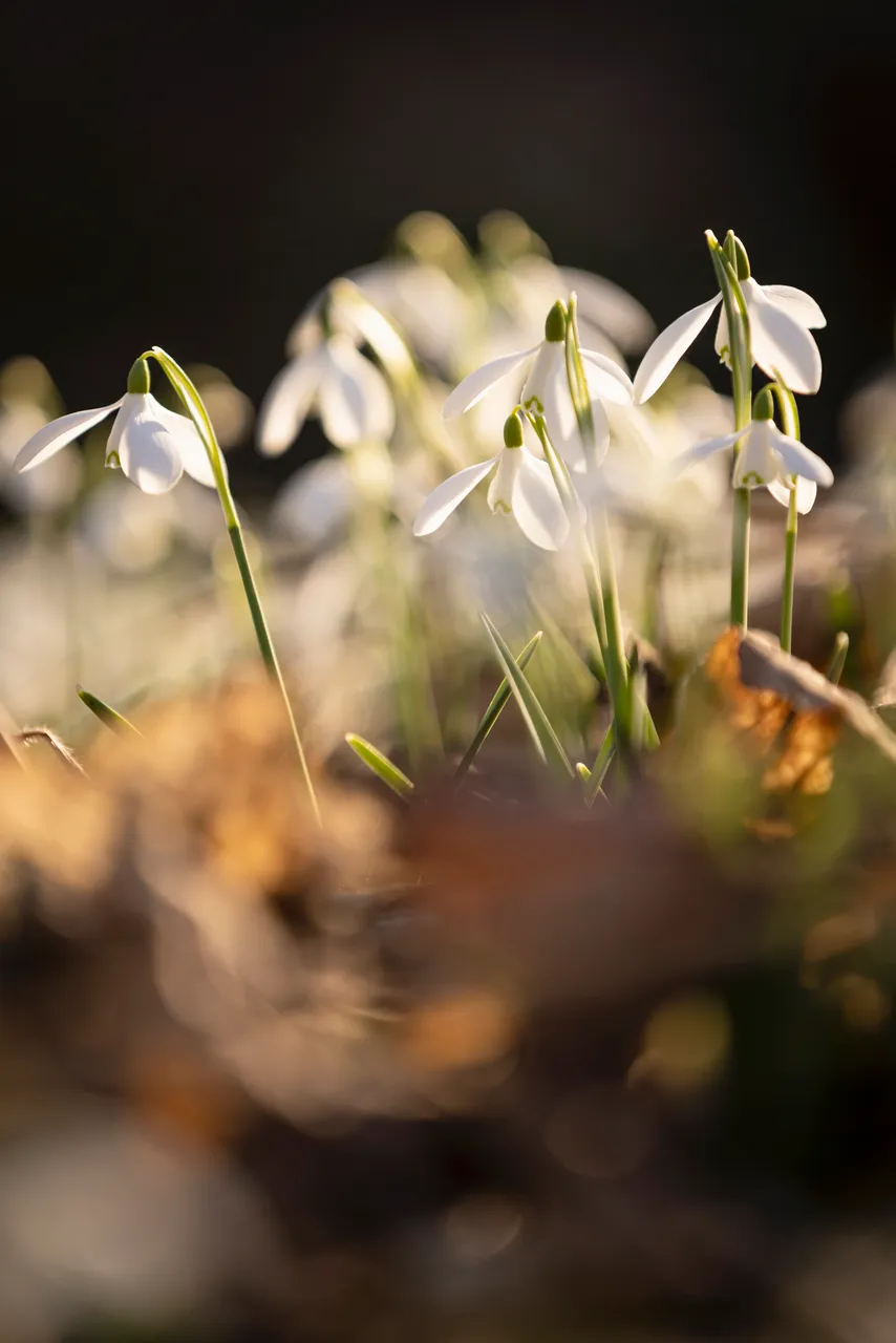 Cambo Snowdrop Festival