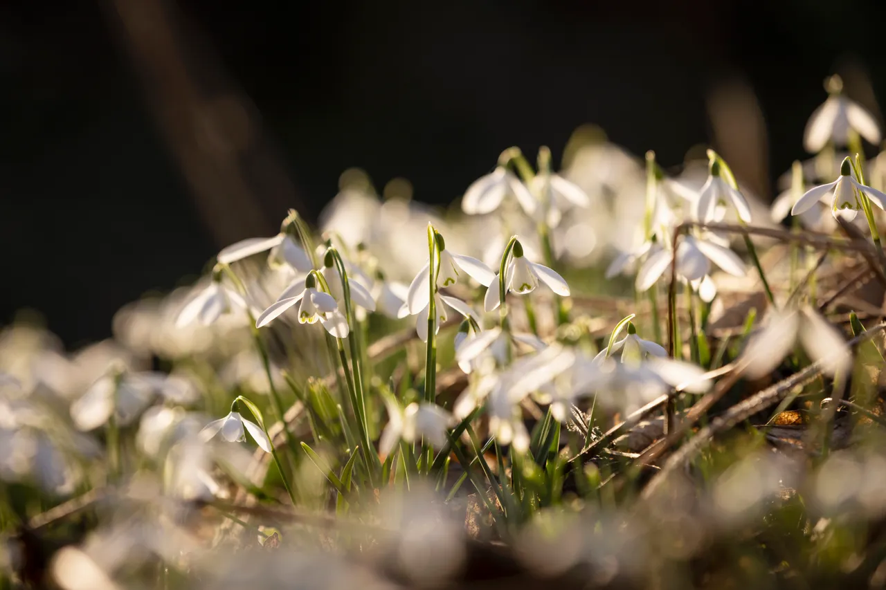 Cambo Snowdrop Festival