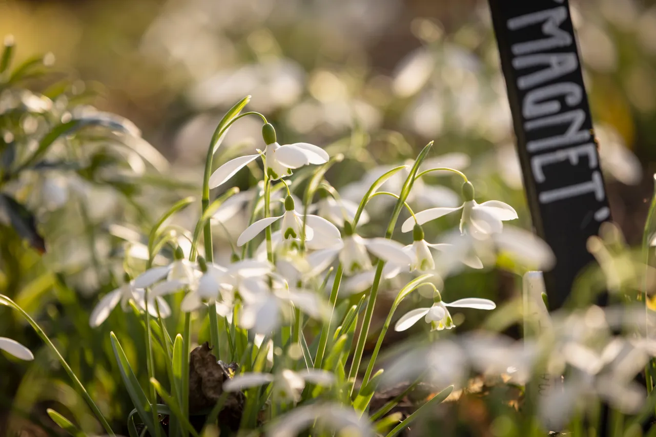 Cambo Snowdrop Festival