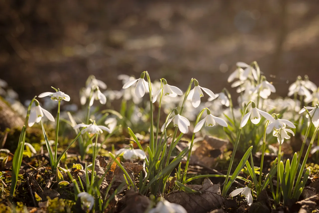 Cambo Snowdrop Festival