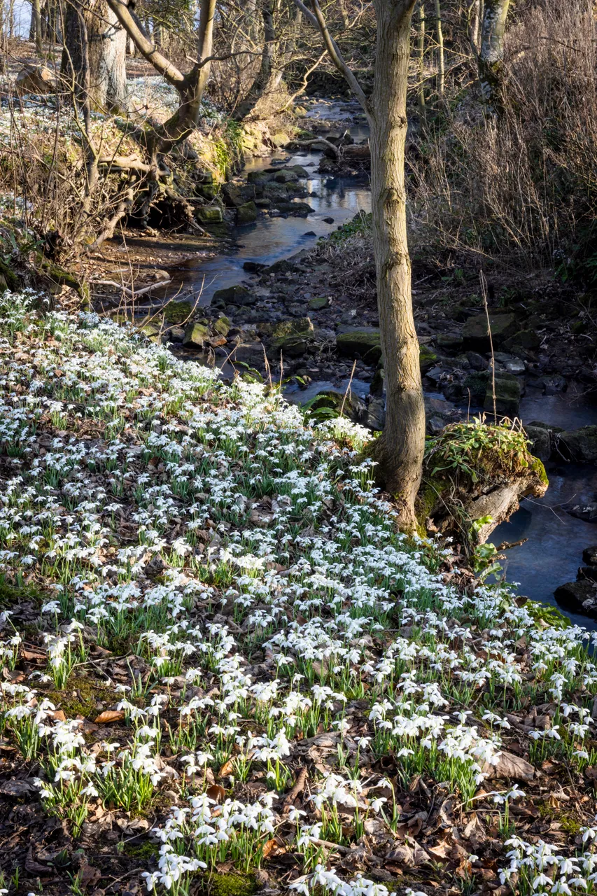 Cambo Snowdrop Festival
