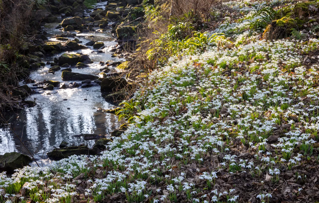 Cambo Snowdrop Festival