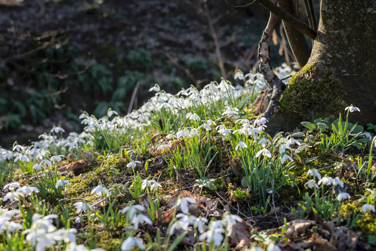 Cambo Snowdrop Festival