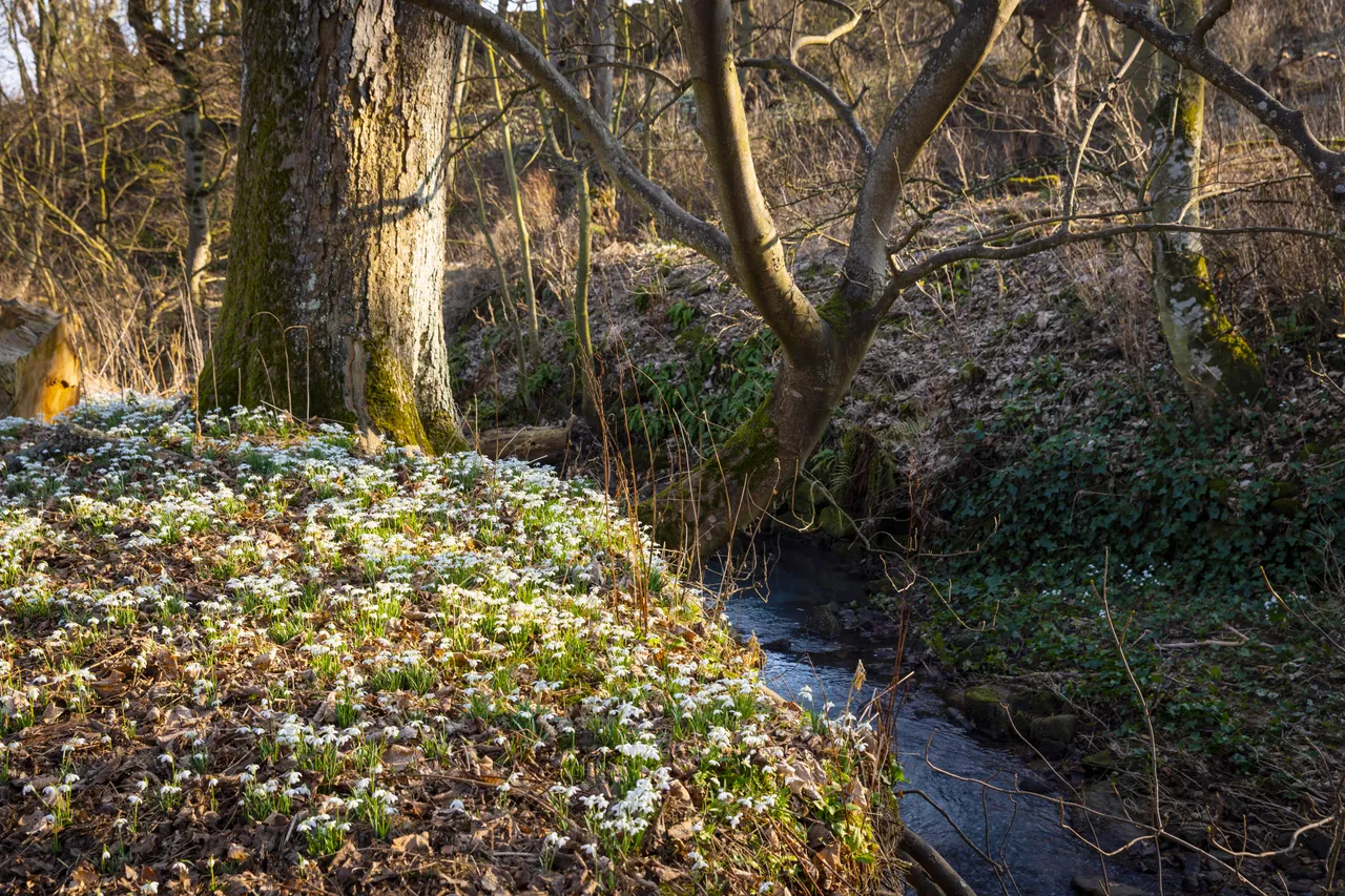 Cambo Snowdrop Festival