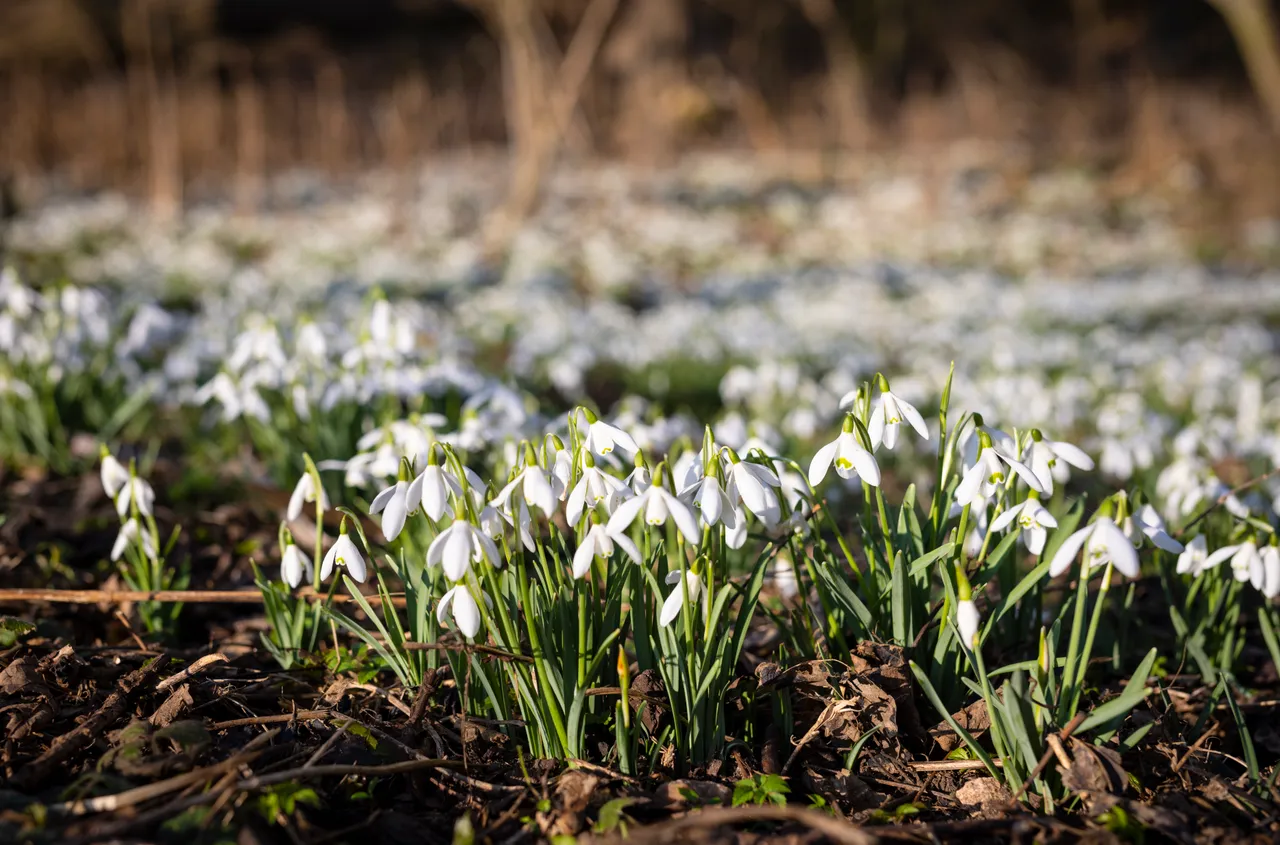 Cambo Snowdrop Festival