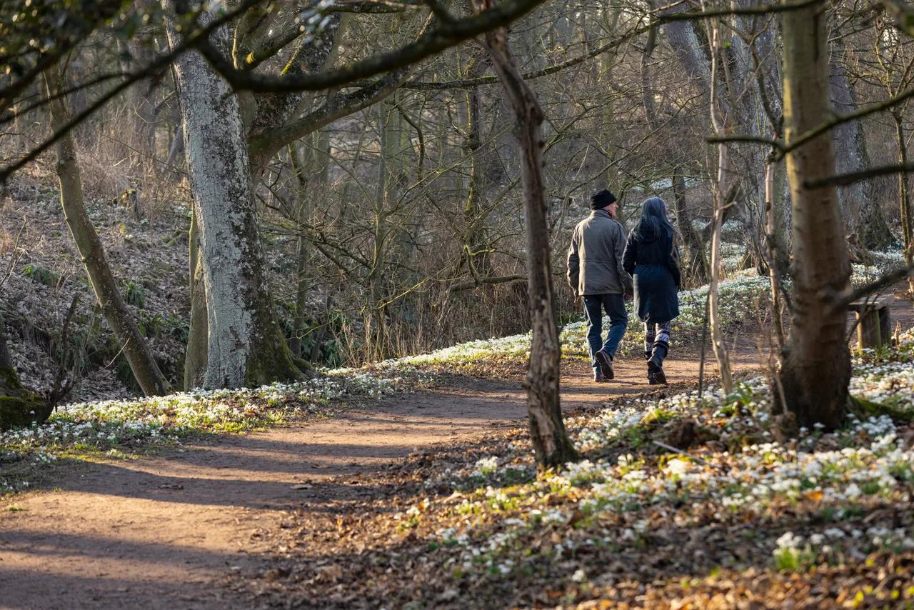 Cambo Snowdrop Festival