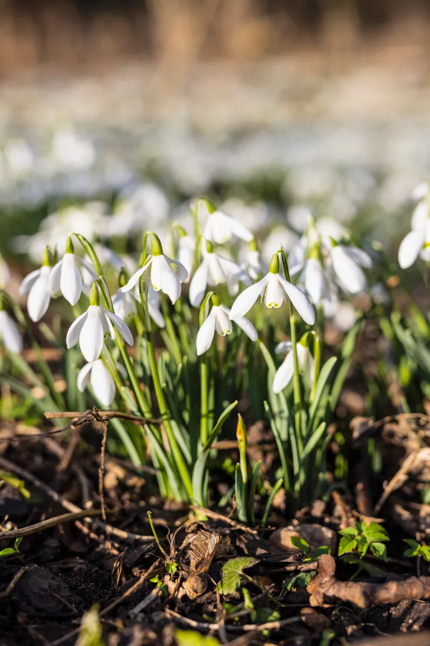 Cambo Snowdrop Festival