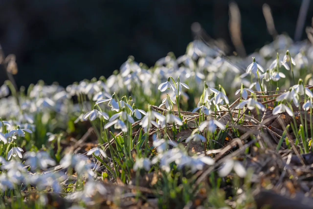 Cambo Snowdrop Festival
