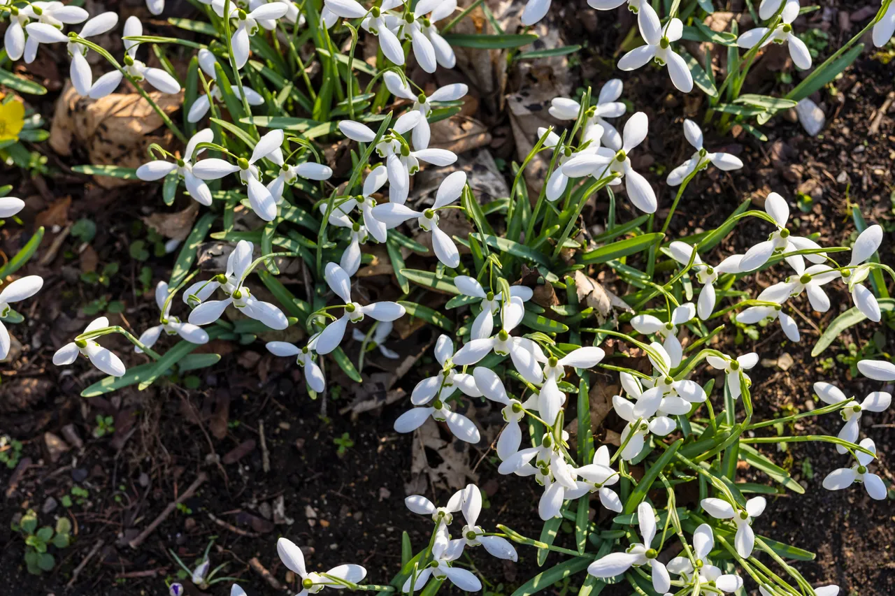 Cambo Snowdrop Festival