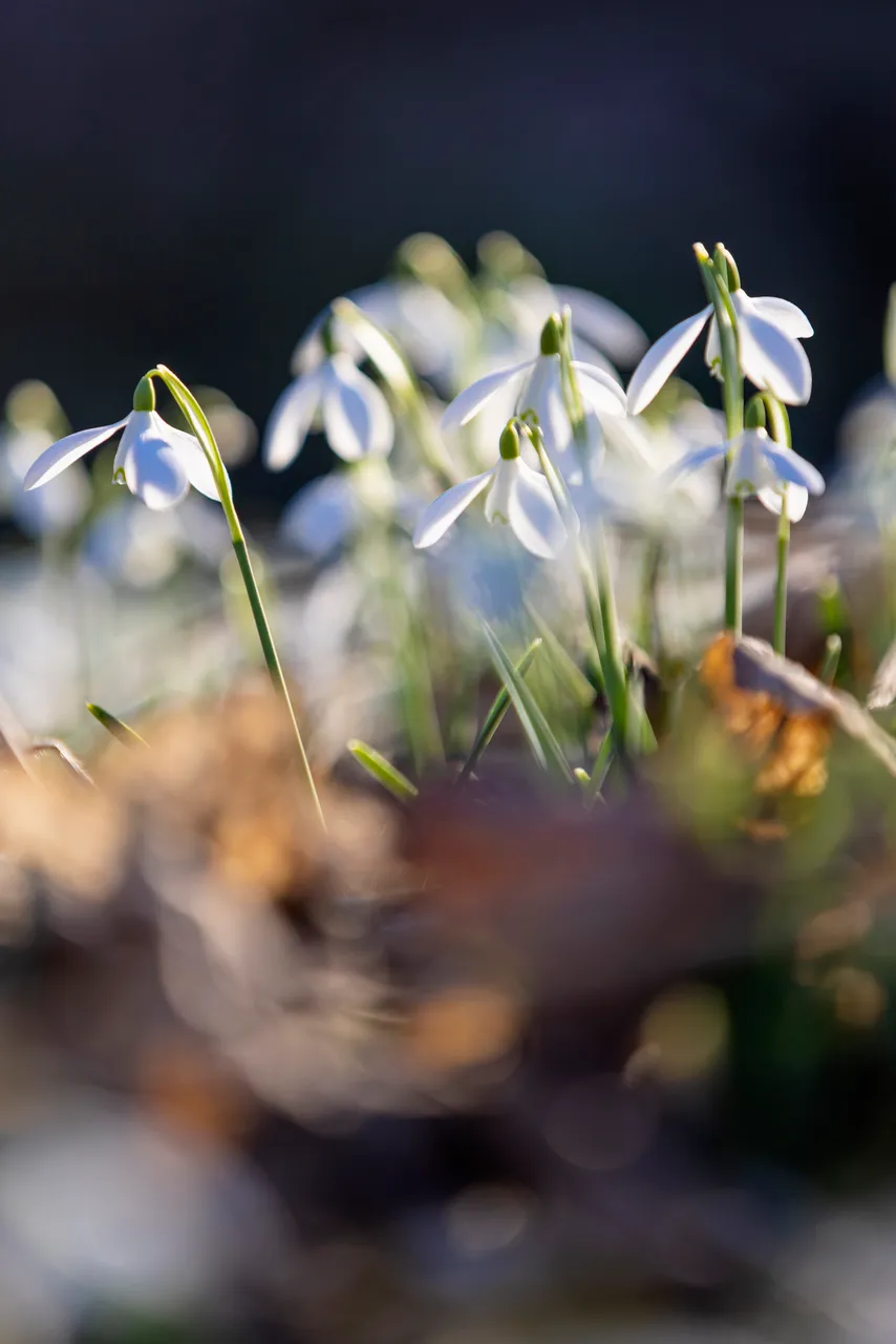 Cambo Snowdrop Festival