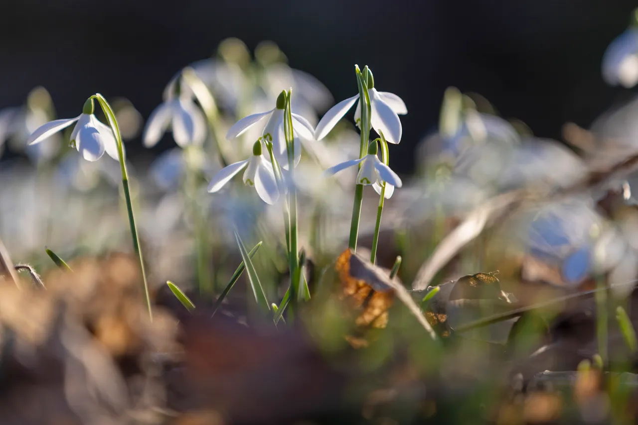 Cambo Snowdrop Festival