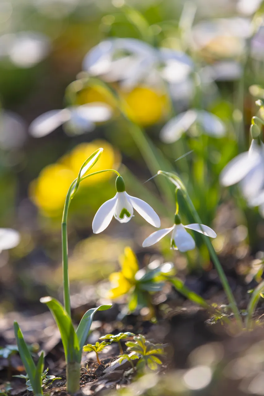 Cambo Snowdrop Festival