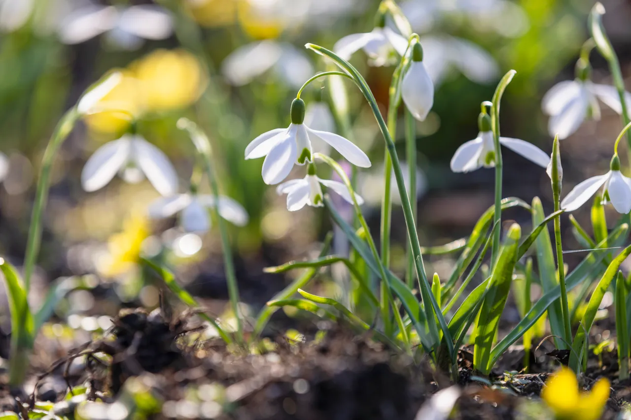 Cambo Snowdrop Festival