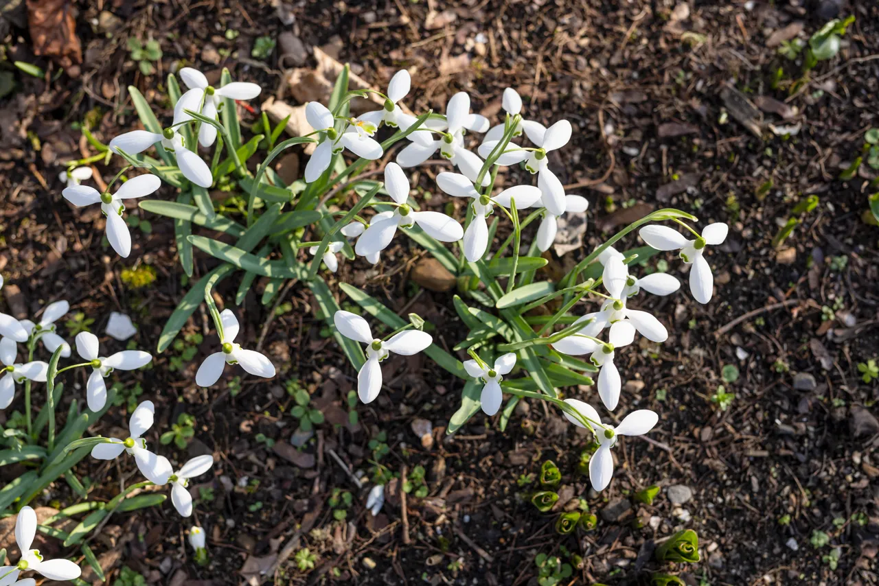 Cambo Snowdrop Festival