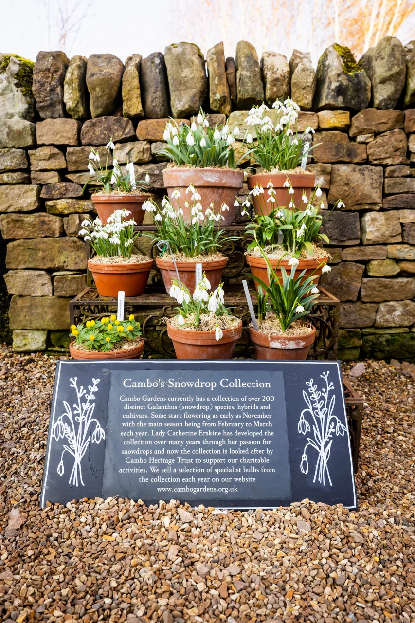 Cambo Snowdrop Festival
