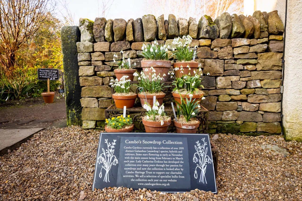 Cambo Snowdrop Festival