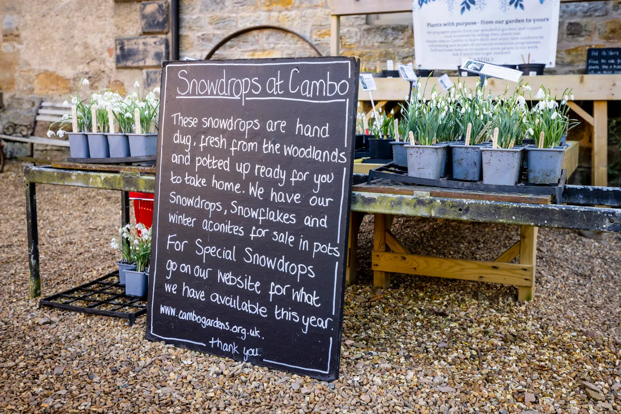 Cambo Snowdrop Festival