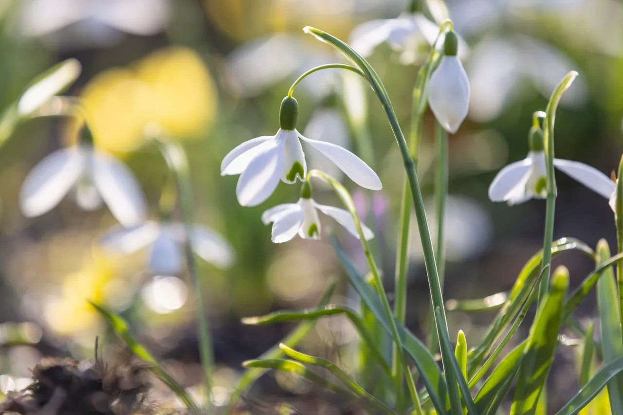 Cambo Snowdrop Festival