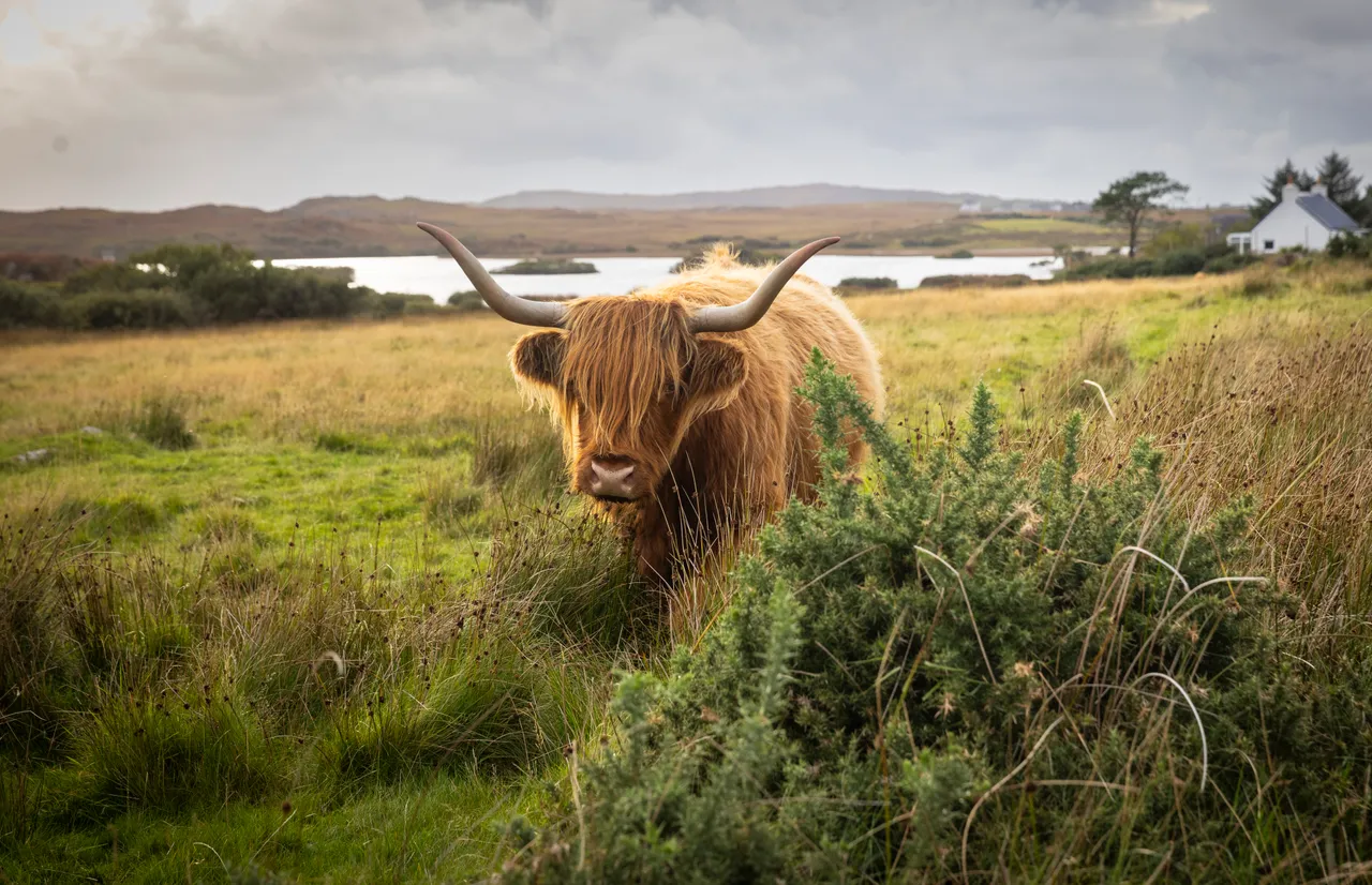 Highland cattle