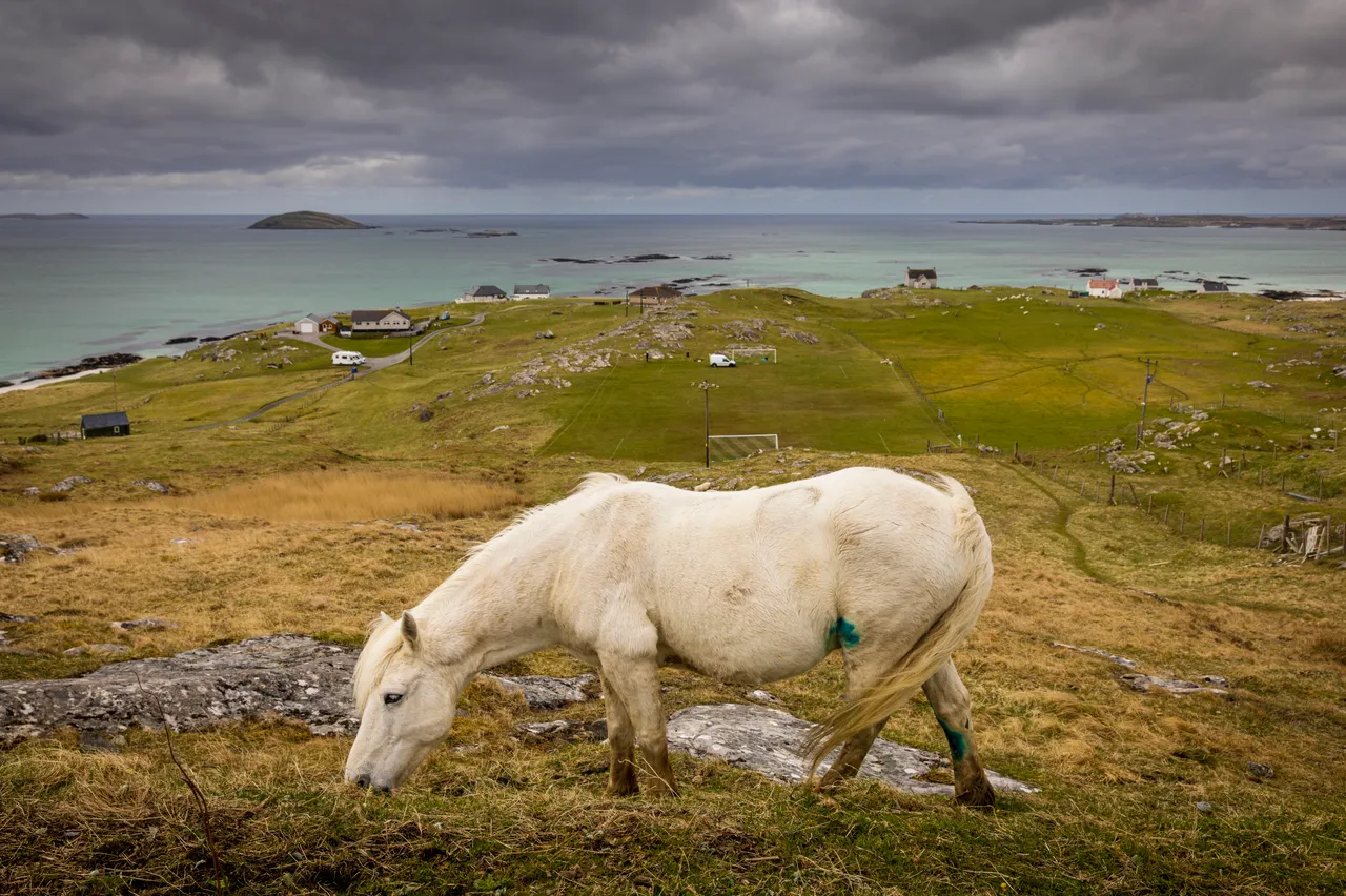 Eriskay Pony