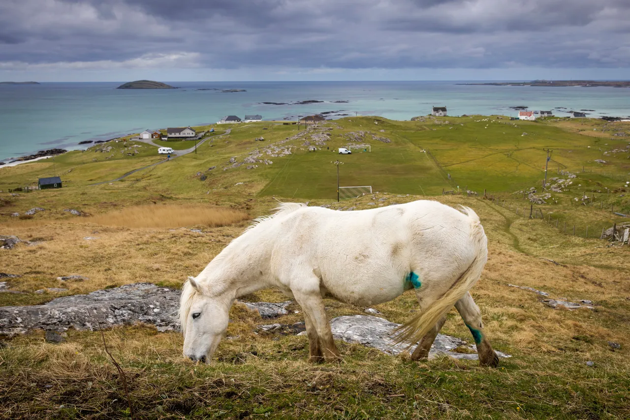 Eriskay Pony