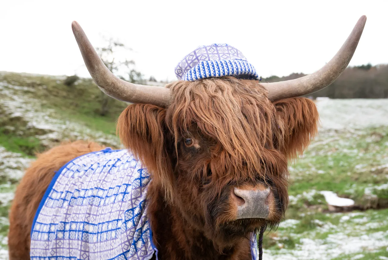 Coos in Cardis