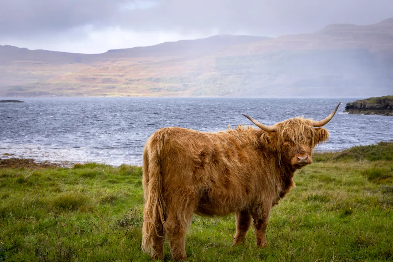 Highland cattle