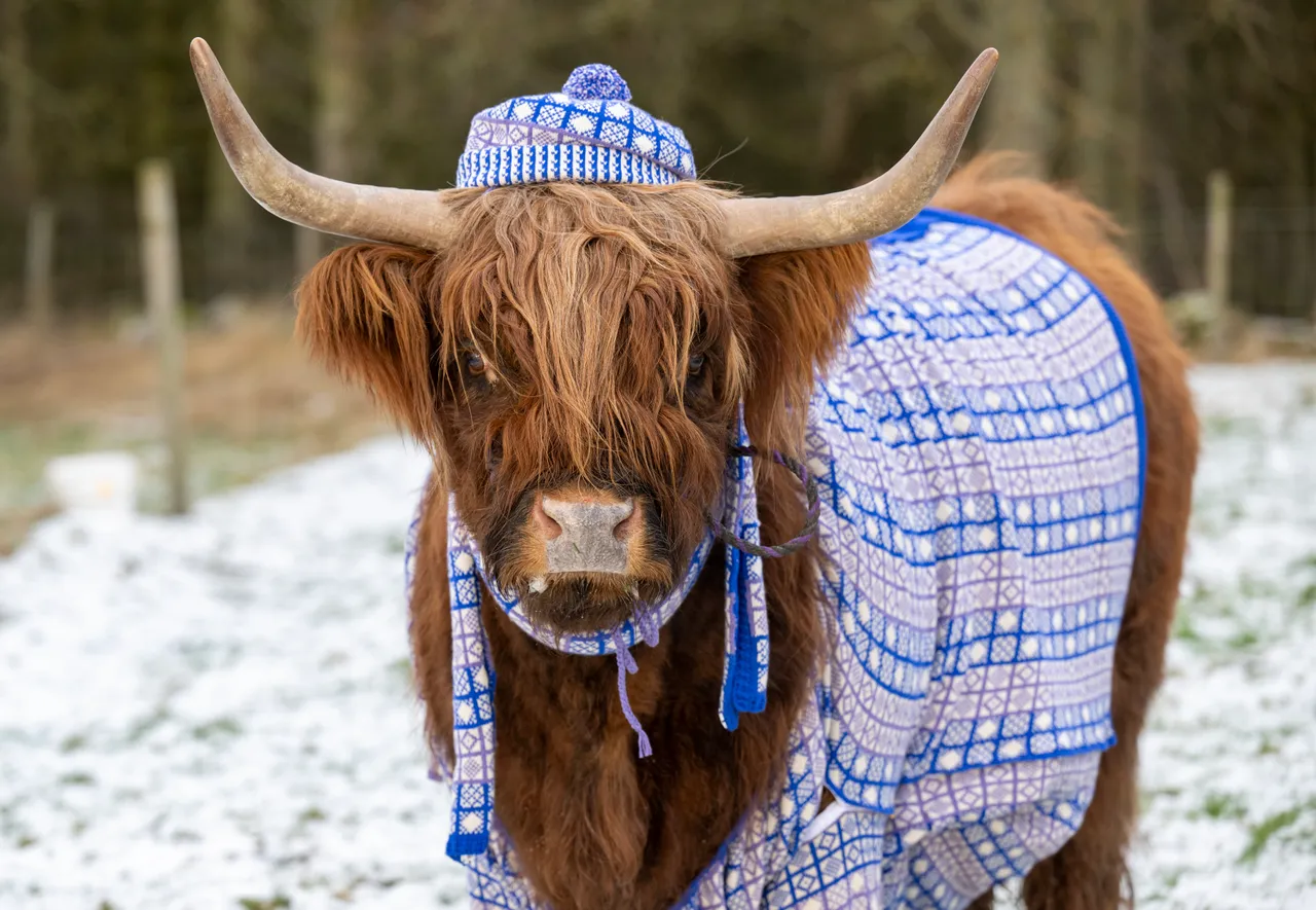 Coos in Cardis