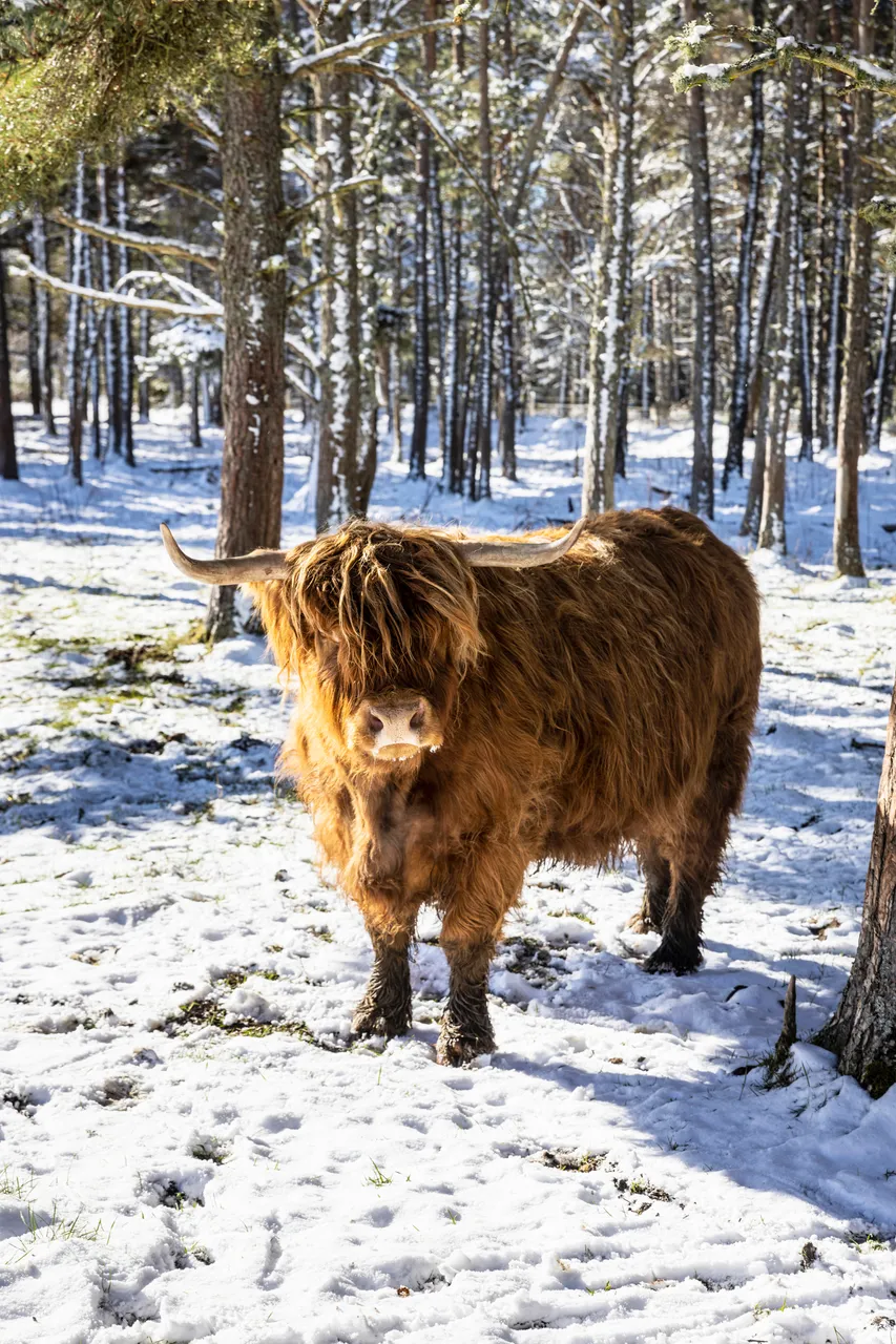 Hairy Coo Safari